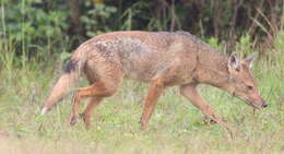 Image of Side-striped Jackal