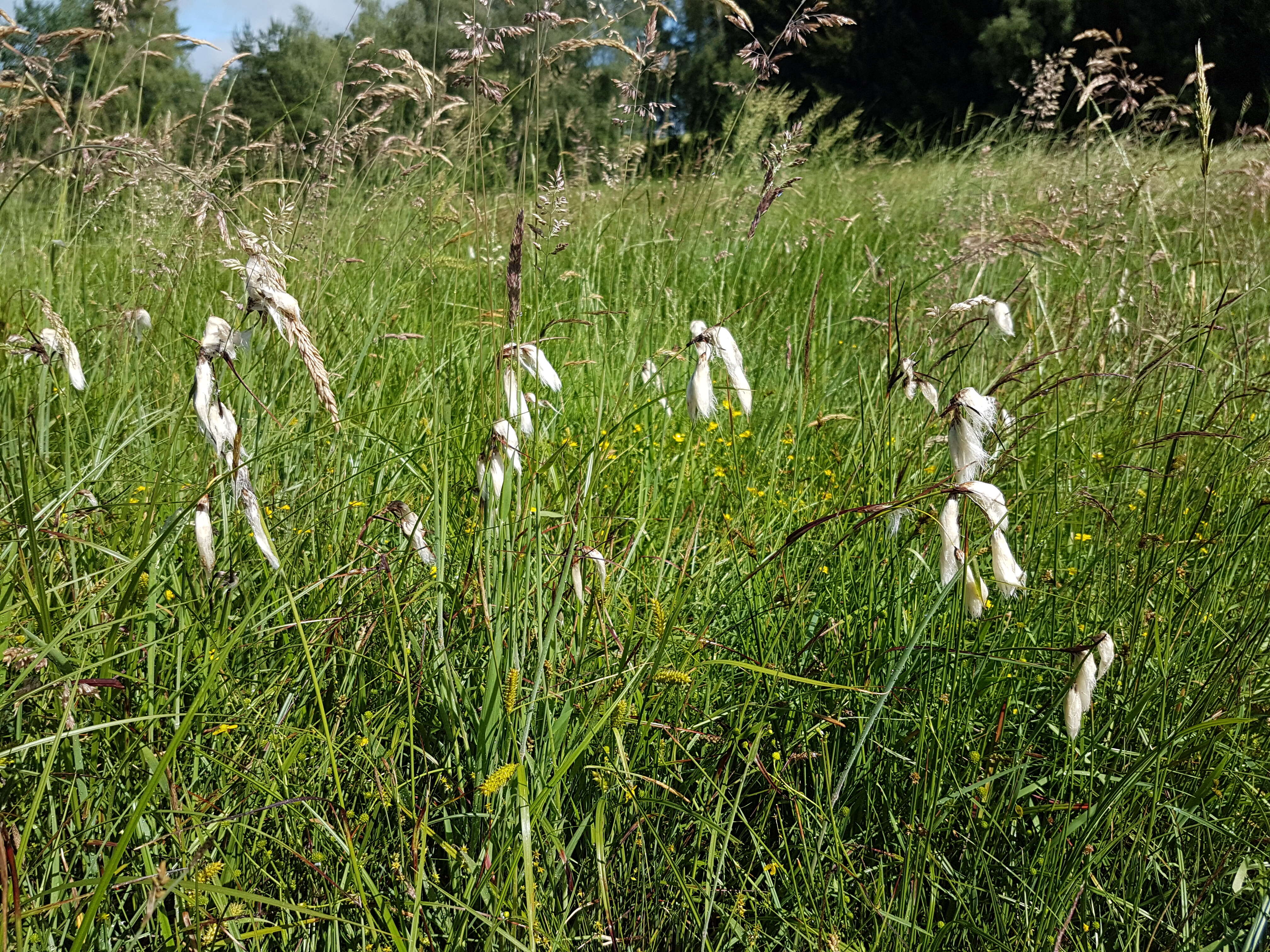 Image of common cottongrass