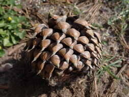 Image of Hickory Pine