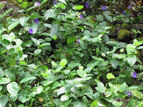 Image of Thunbergia battiscombei Turrill