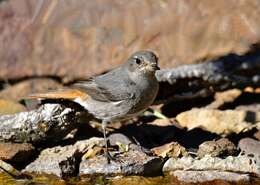 Image of Black Redstart