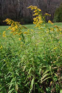 Imagem de Solidago gigantea Ait.