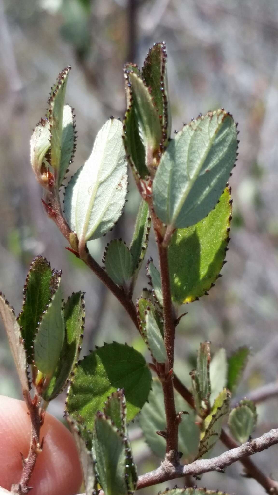 Image of woolyleaf ceanothus