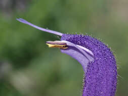 Imagem de Salvia pratensis L.