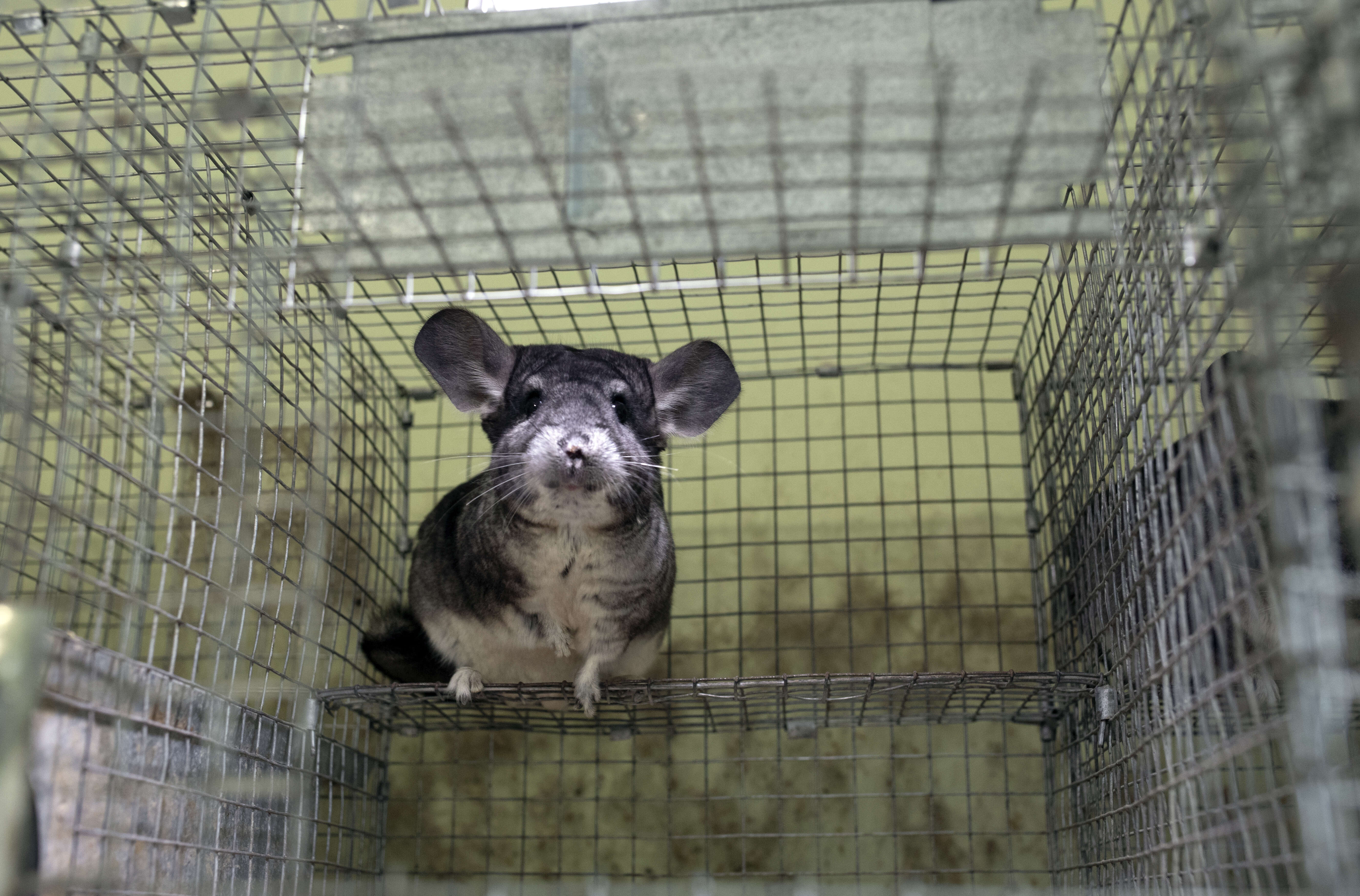 Image of chinchilla