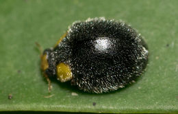 Image of Metallic Blue Lady Beetle