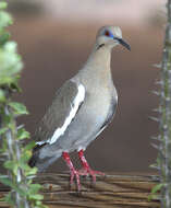 Image of White-winged Dove