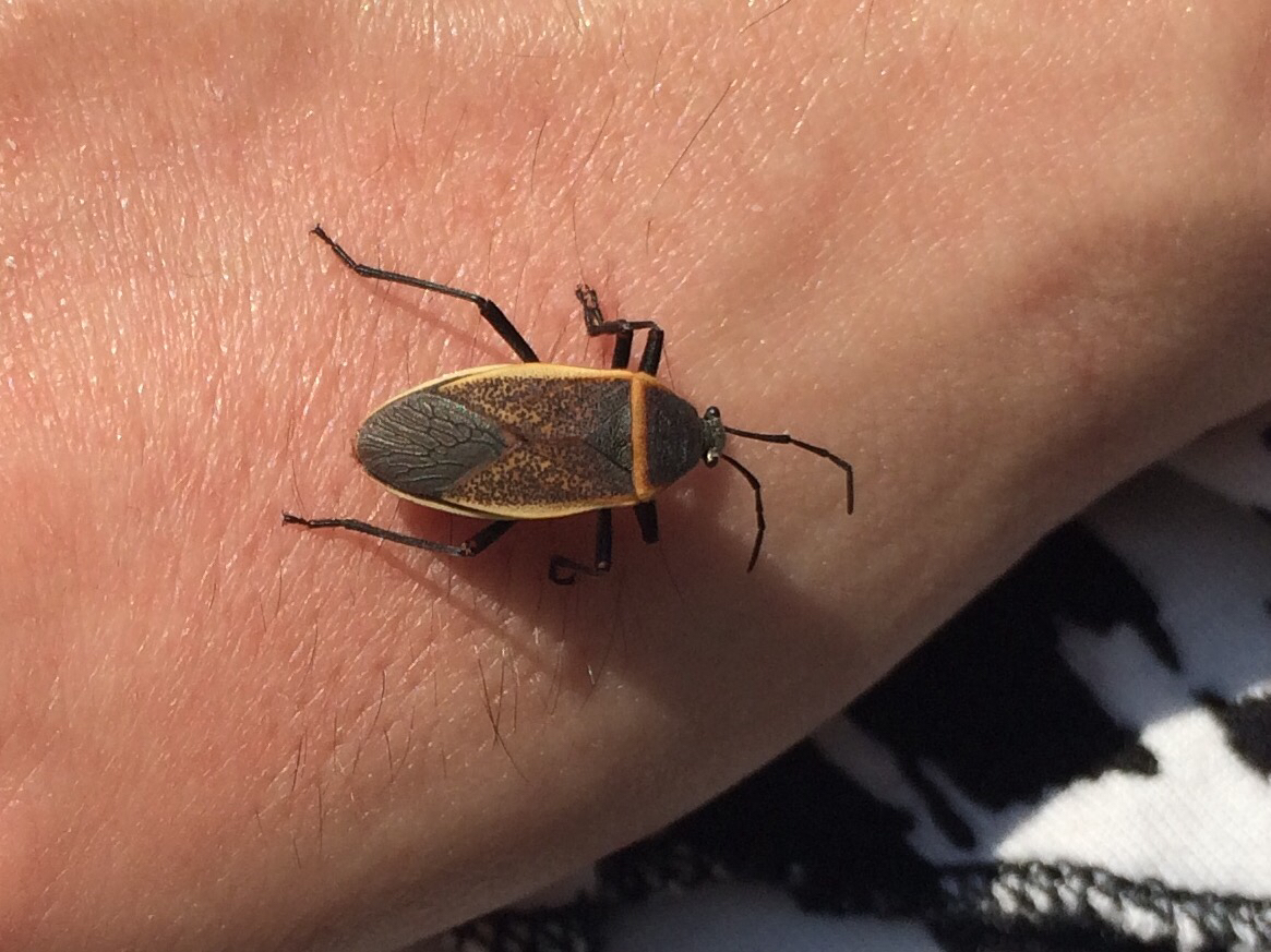 Image of Largus Bug