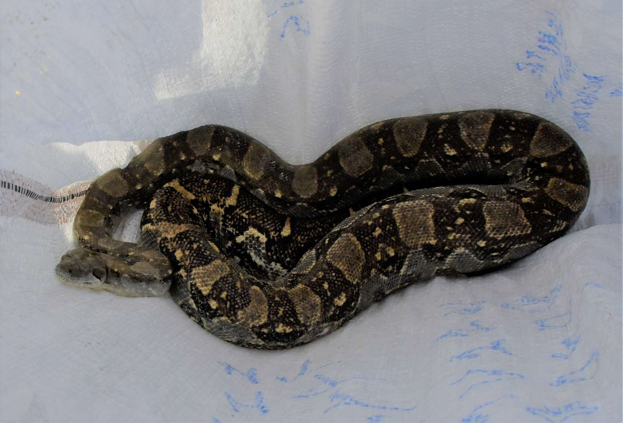 Image of Arabesque Boa