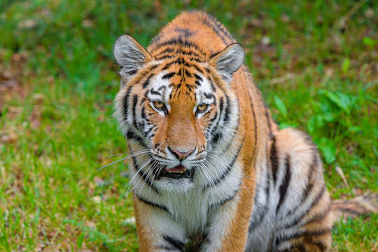 Image de tigre du Bengale