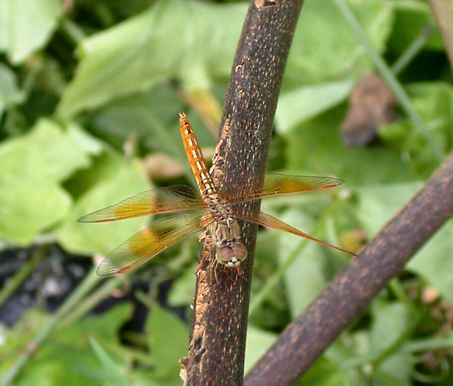 Image of Ditch Jewel