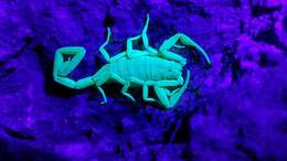 Image of Arizona Bark Scorpion