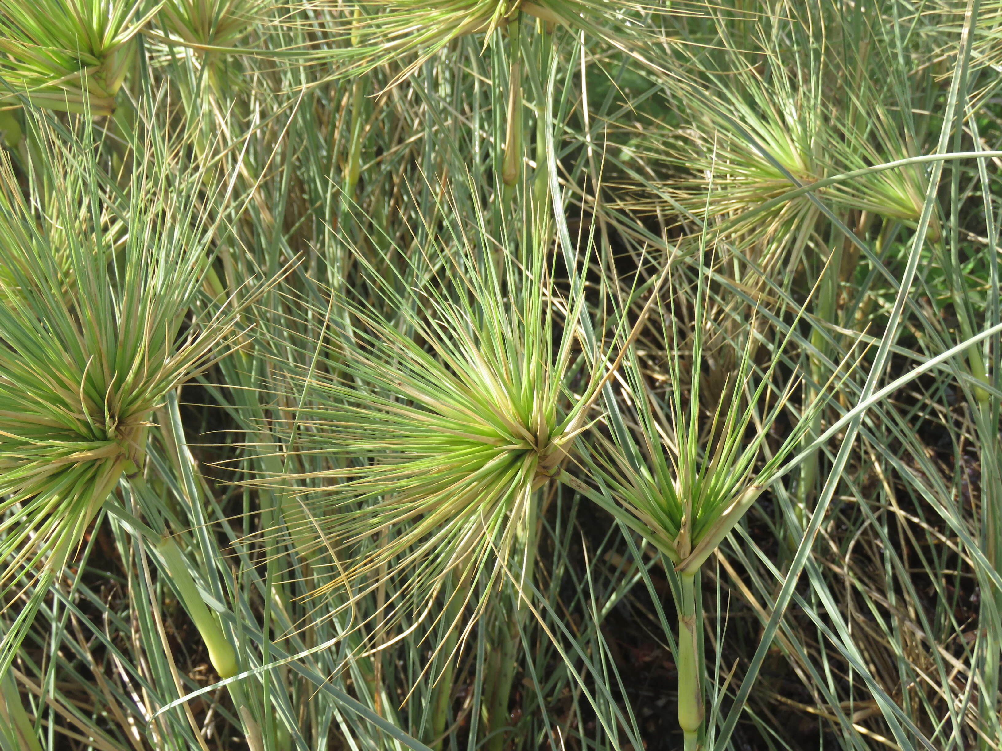 Imagem de Spinifex longifolius R. Br.