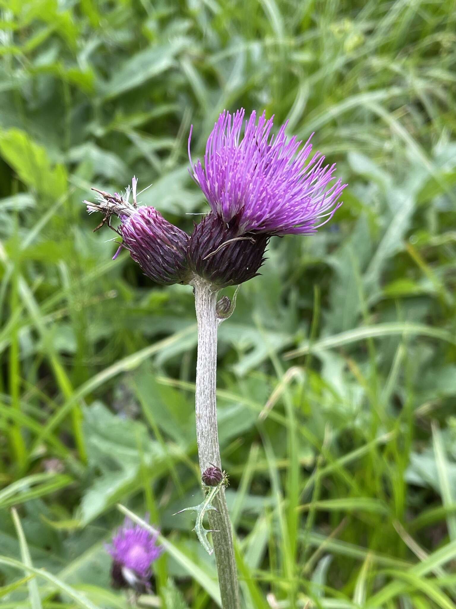 Image of Cirsium rivulare (Jacq.) All.