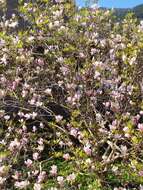 Image of Saucer magnolia