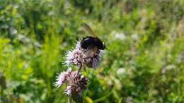 Image of giant tachinid fly