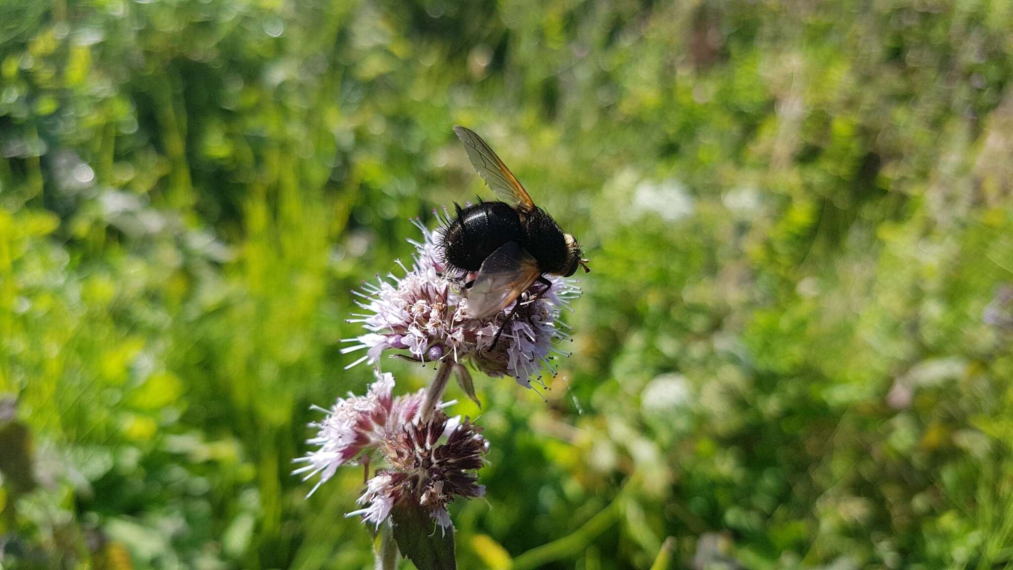 Image of giant tachinid fly