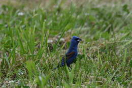 Image of Blue Grosbeak