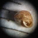 Image of <i>Strobilops labyrinthica</i>