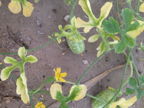 Image of <i>Cucumis prophetarum</i>