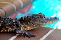 Image of alligators