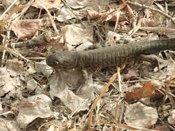 Image of Barred Tiger Salamander