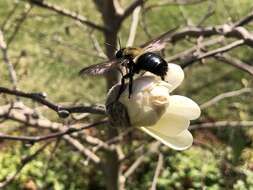 Image of Eastern Carpenter Bee