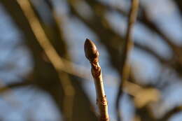 Image of red horse-chestnut