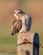 Image de Hibou des marais