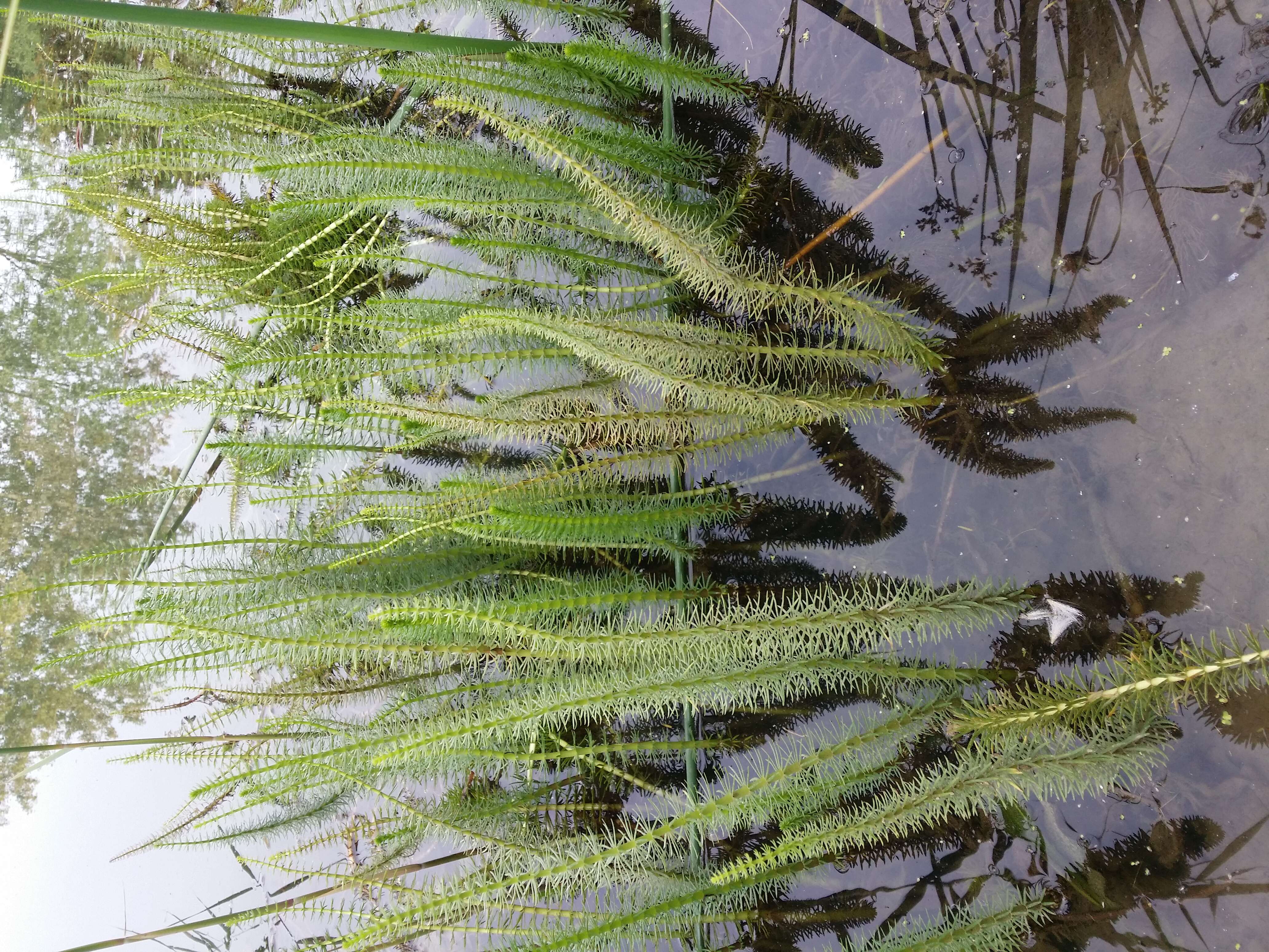 Image of Mare's Tail