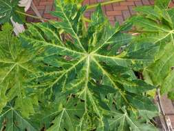 Image of Papaya ringspot virus