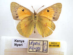 Image of Colias electo (Linnaeus 1763)