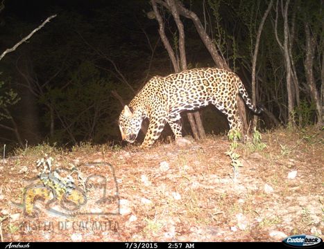 Image of Jaguar