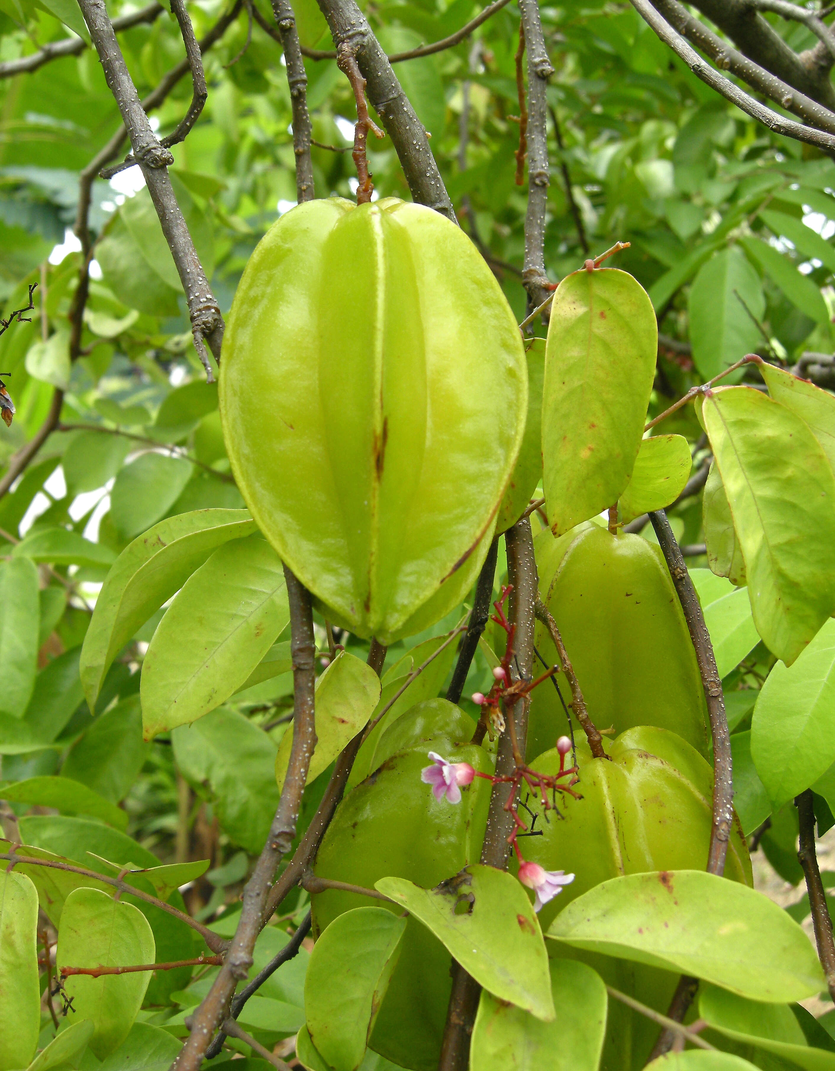 Image of carambola