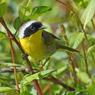 Geothlypis trichas (Linnaeus 1766) resmi