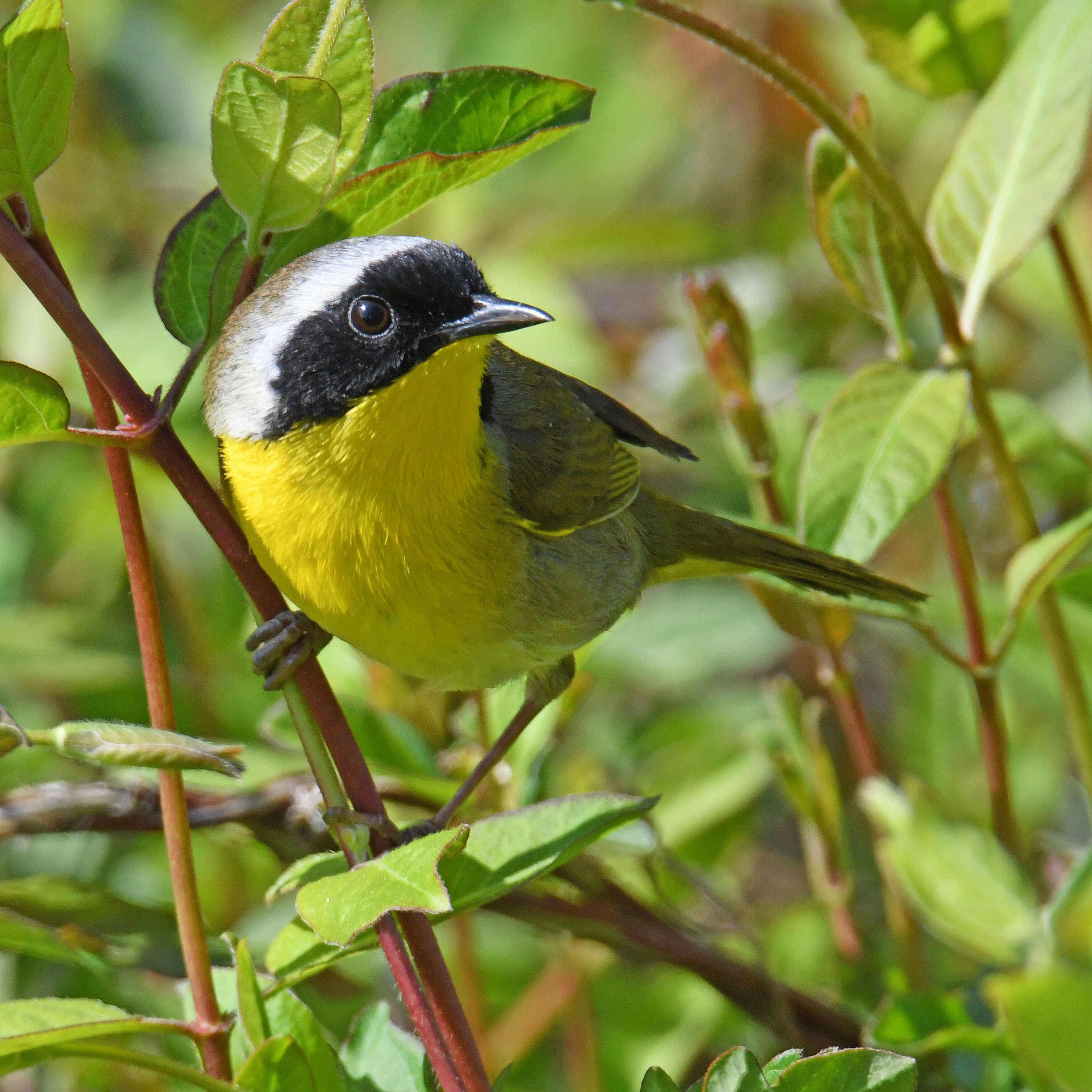 Geothlypis trichas (Linnaeus 1766) resmi