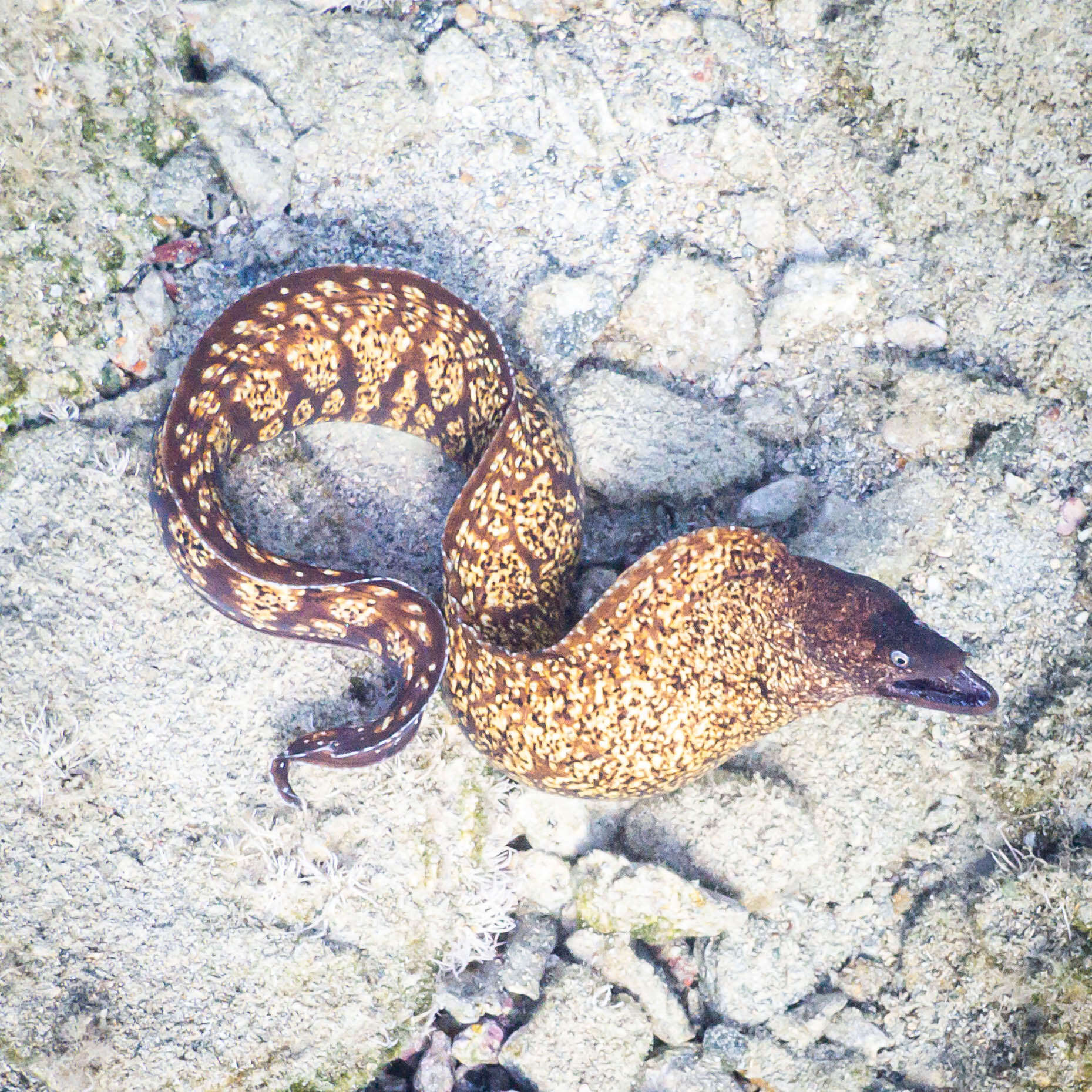 Image of morays