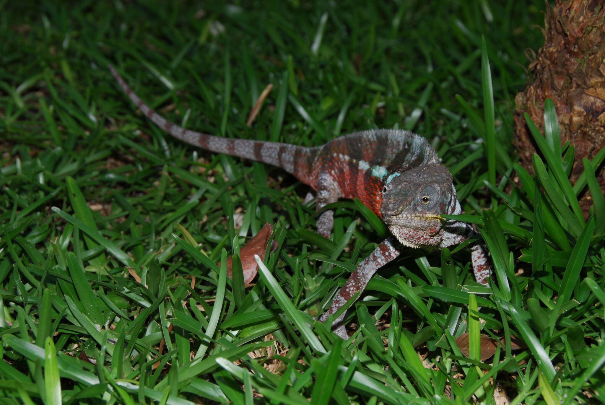 Image of Panther Chameleon