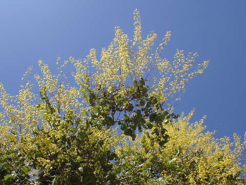 Image of Golden-rain tree