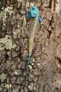 Image of Black-necked Agama