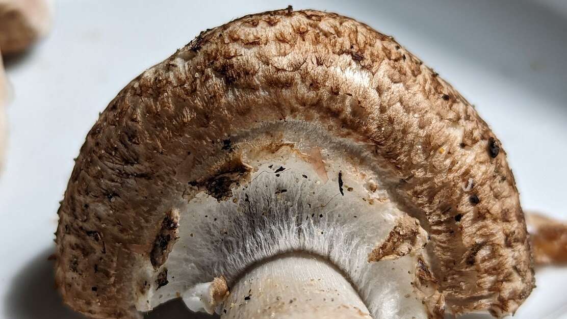 Image of Tufted Wood Mushroom