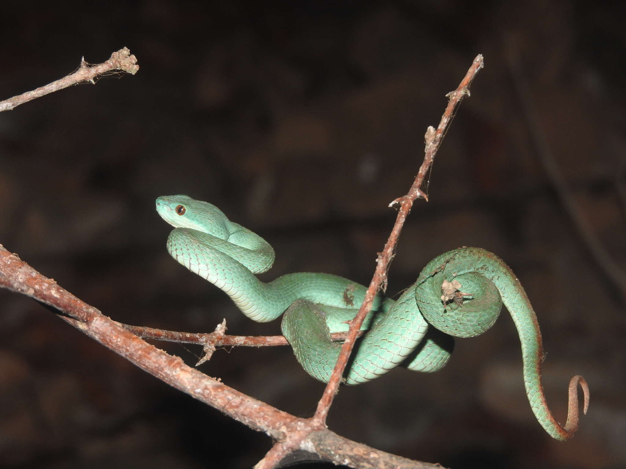 Image de Trimeresurus insularis Kramer 1977