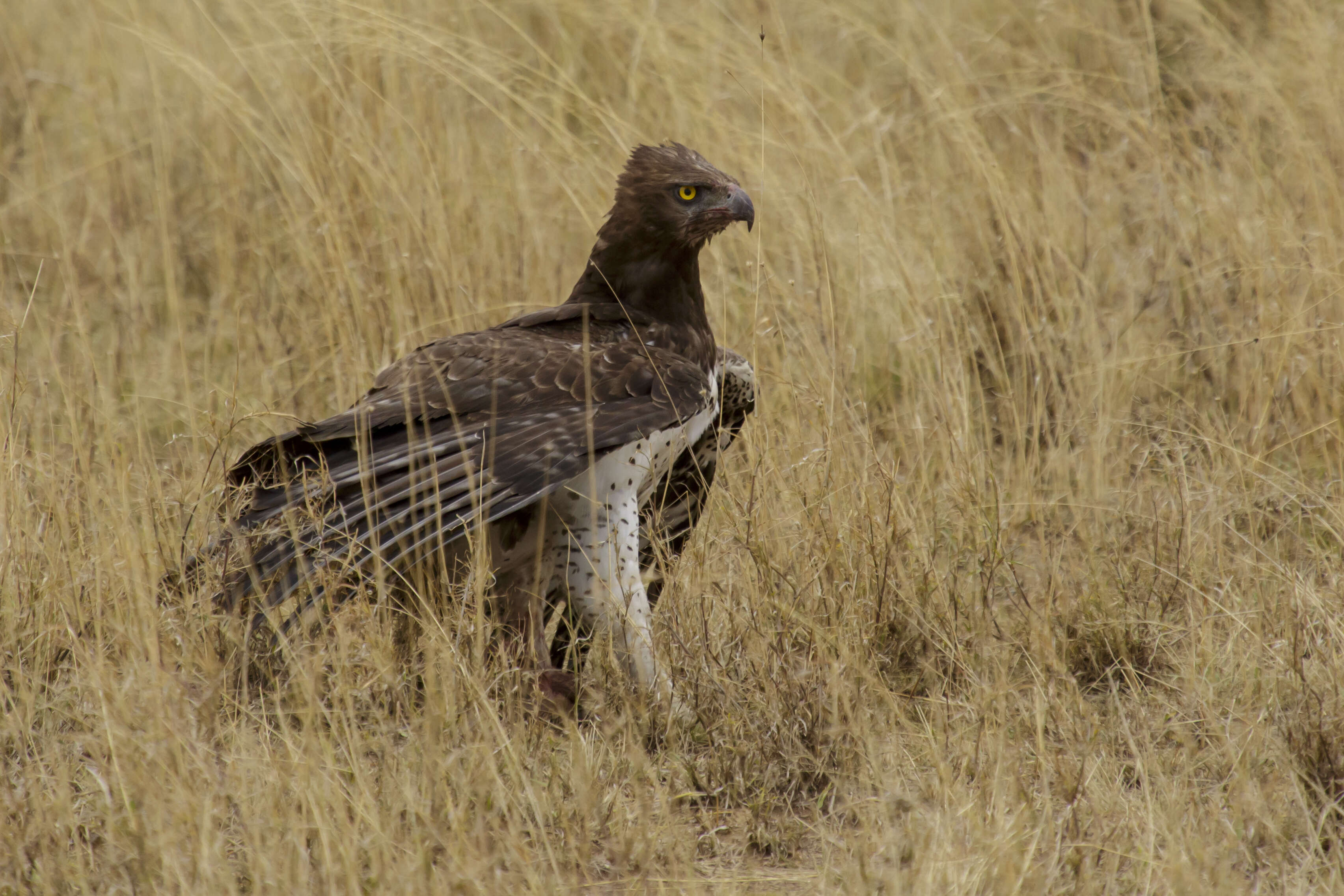 Imagem de Polemaetus Heine 1890