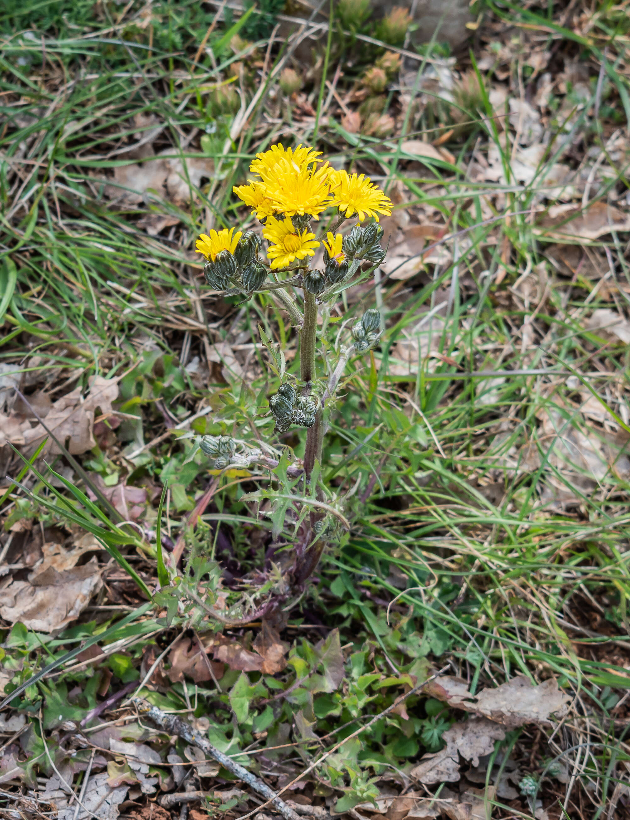 Plancia ëd Crepis vesicaria subsp. taraxacifolia (Thuill.) Thell.