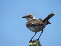 Image of Galapagos Mockingbird