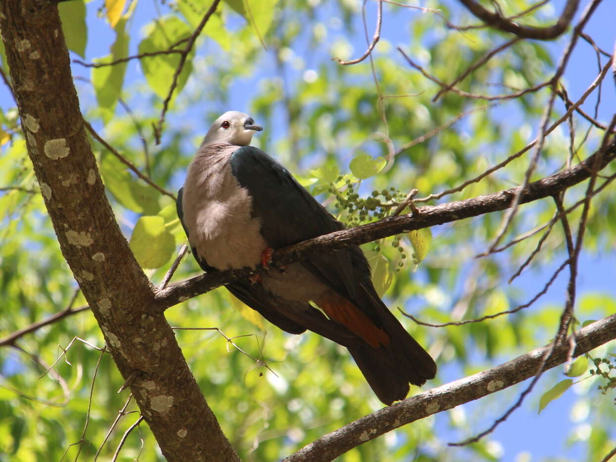 Image of Pacific Imperial Pigeon