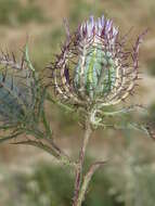 Image of Cage thistle