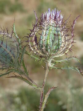 Image of Cage thistle