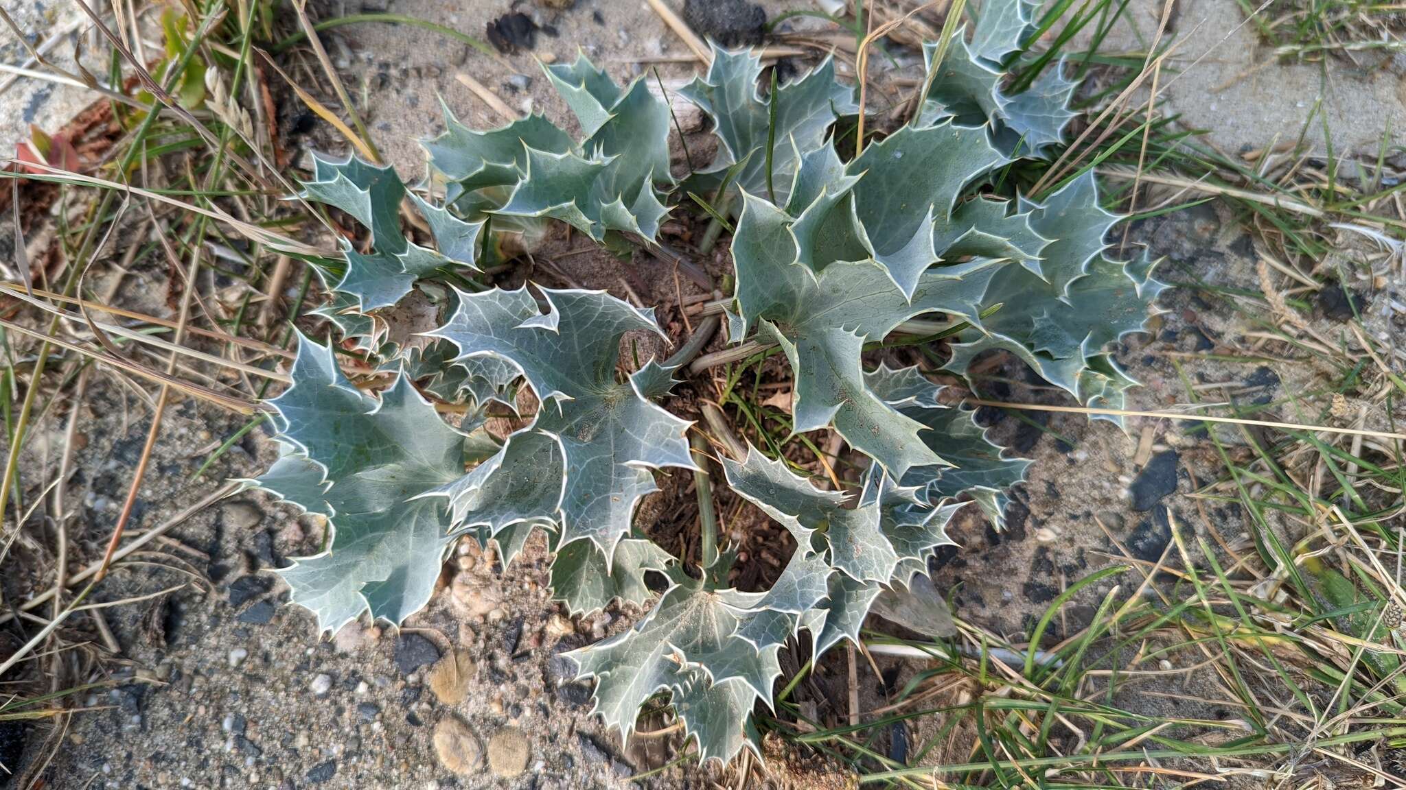 Eryngium maritimum L. resmi