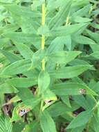 Imagem de Solidago altissima L.